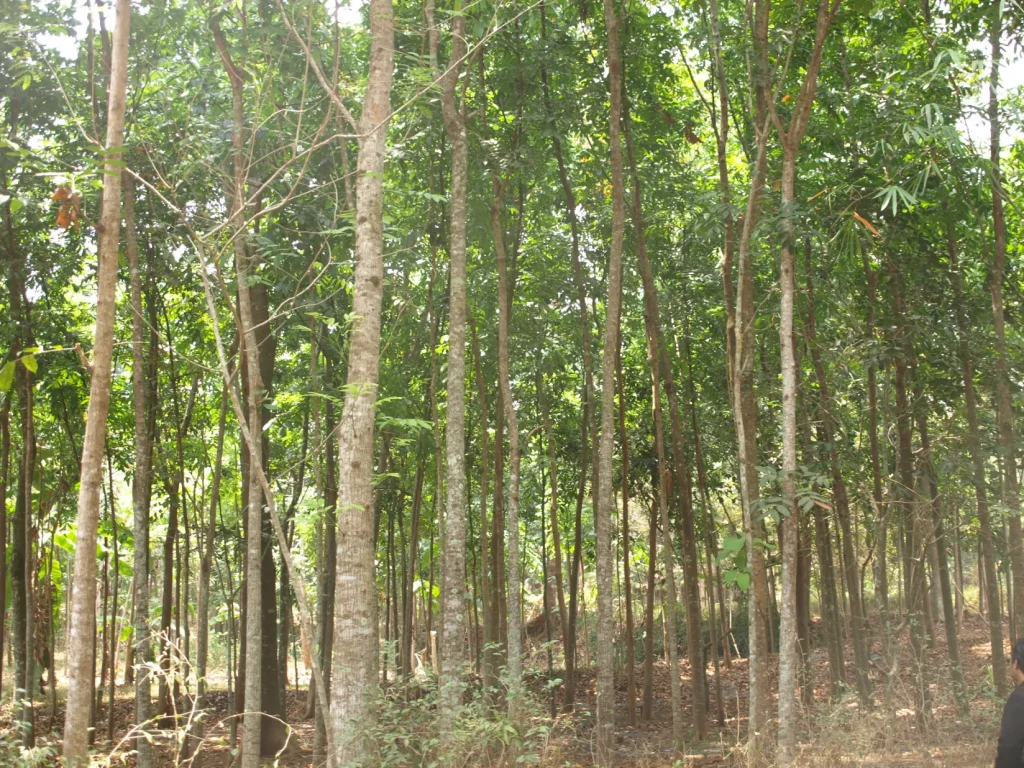 kayu jati dan mahoni produksi perhutani