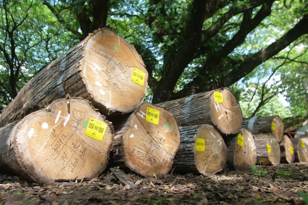 mebel jepara kayu perhutani